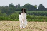 BARZOI 010